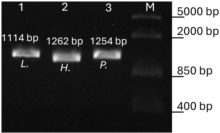 Figure 2