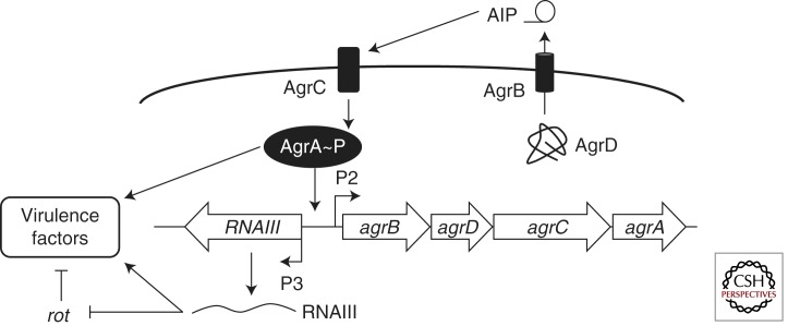 Figure 2.