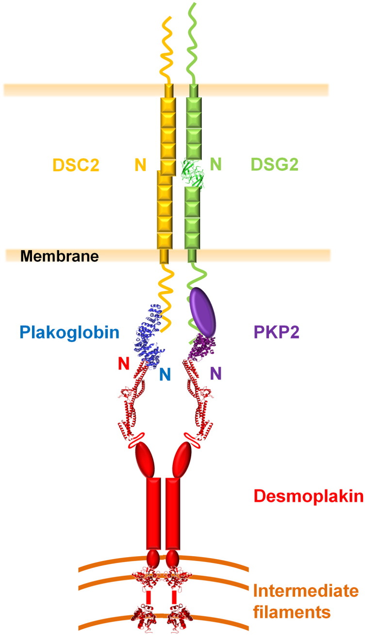 Fig. 1