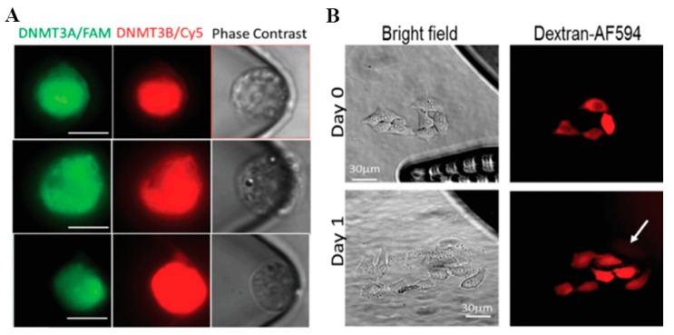 Figure 11