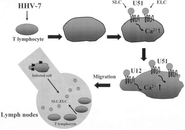 FIG. 6.