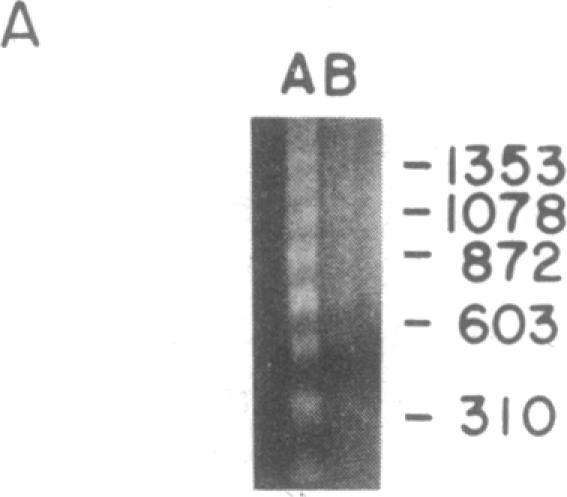 graphic file with name pnas01056-0128-a.jpg