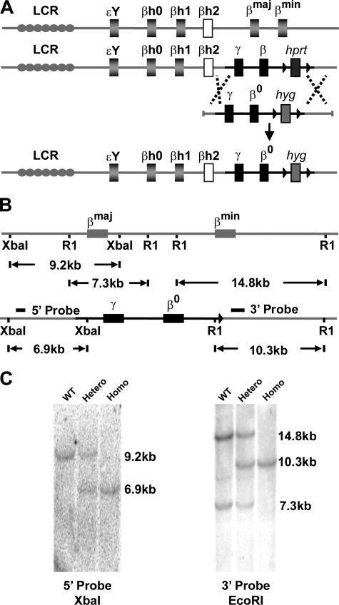 FIGURE 1.