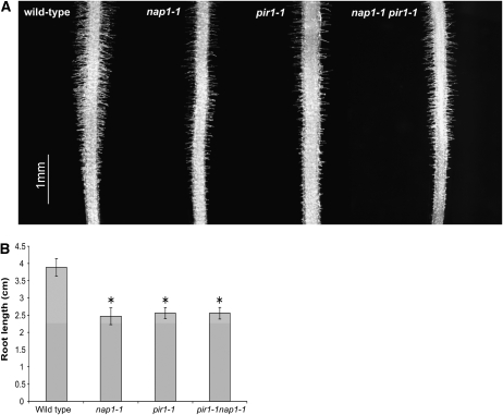 Figure 7.