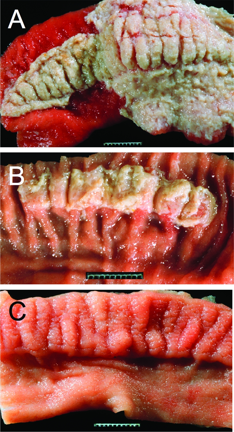 Fig. 3.