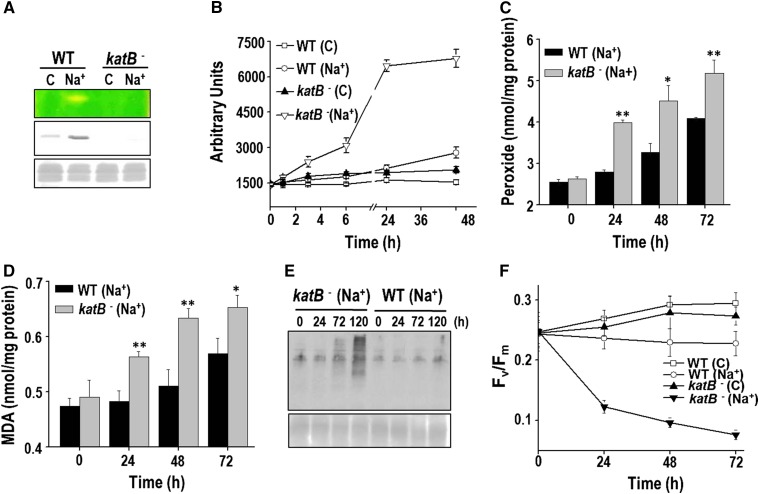 Figure 5.