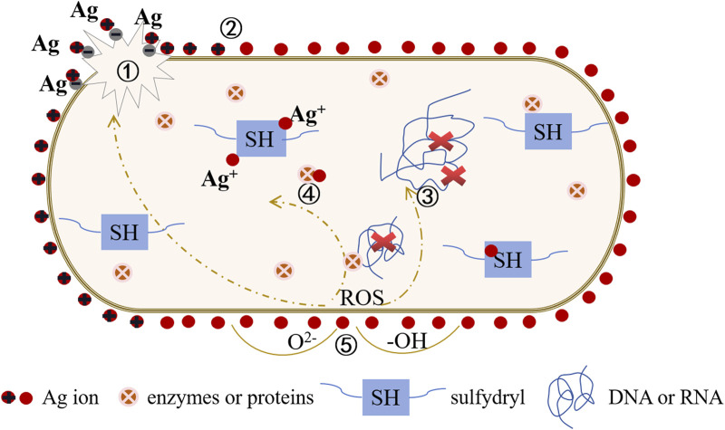 FIGURE 5