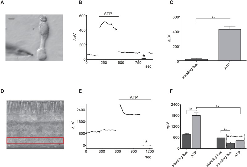 Fig 6