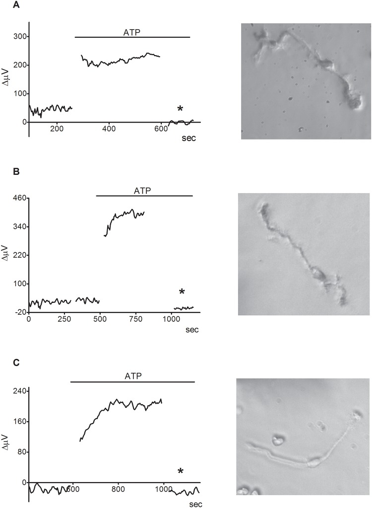 Fig 4