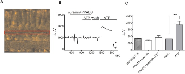 Fig 5