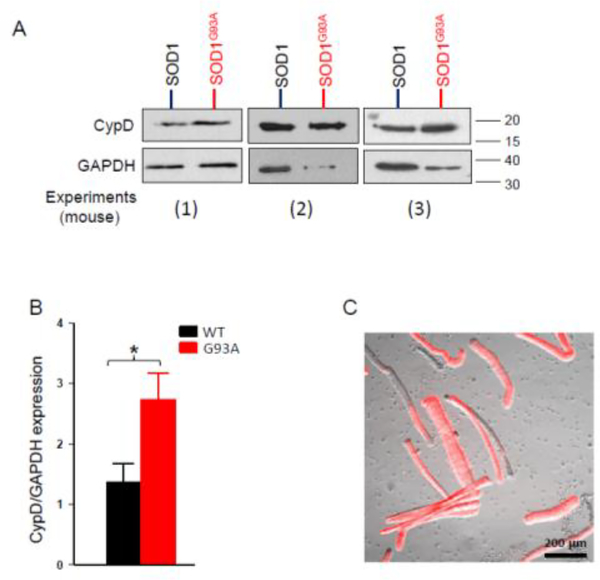 Figure 6.