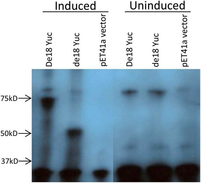 Figure 5.