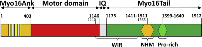 Figure 1