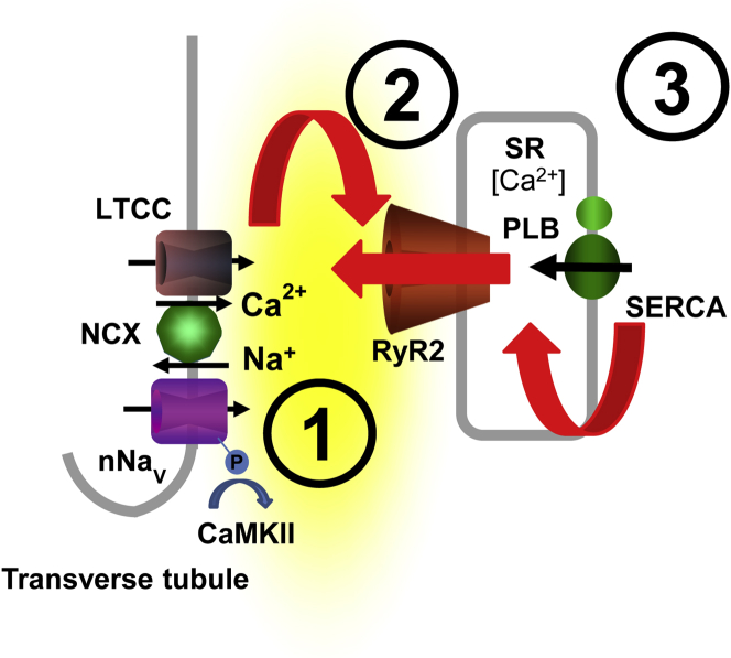 Figure 7