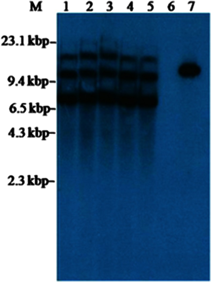 Fig. 5