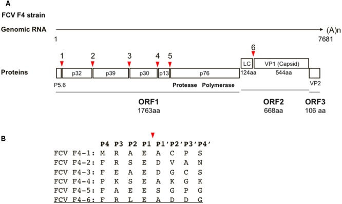 FIGURE 1