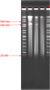 FIGURE 4