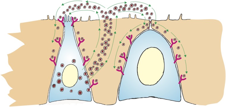 Fig 2