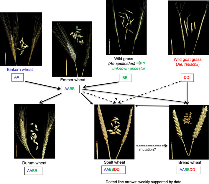 FIGURE 1