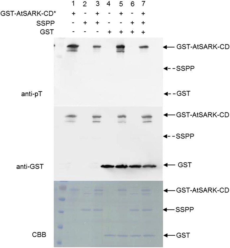 Figure 7.