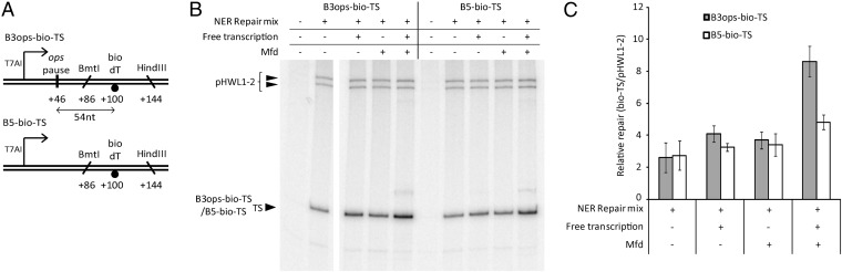 Fig. 5.