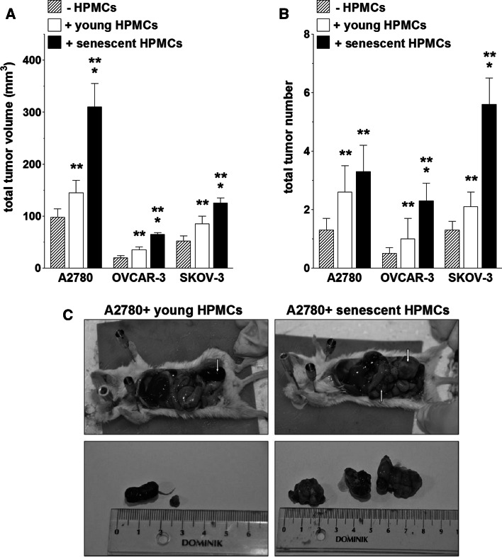 Fig. 4