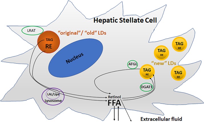 FIGURE 3