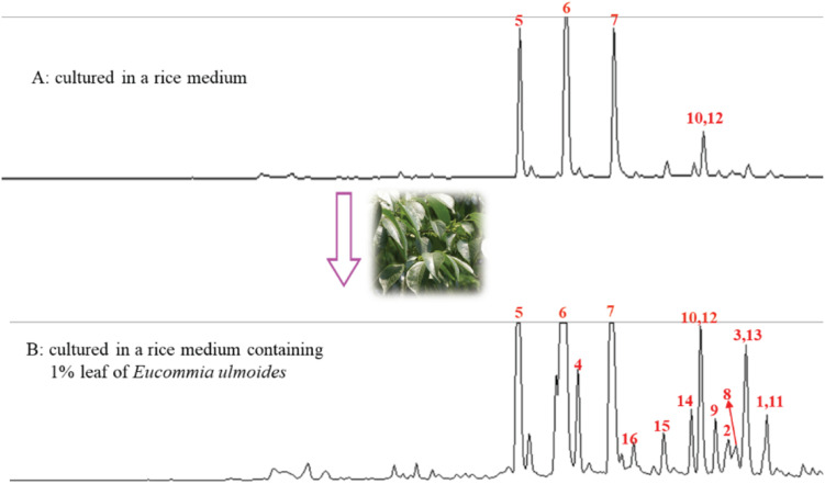 FIGURE 1