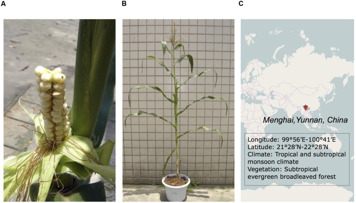 FIGURE 1