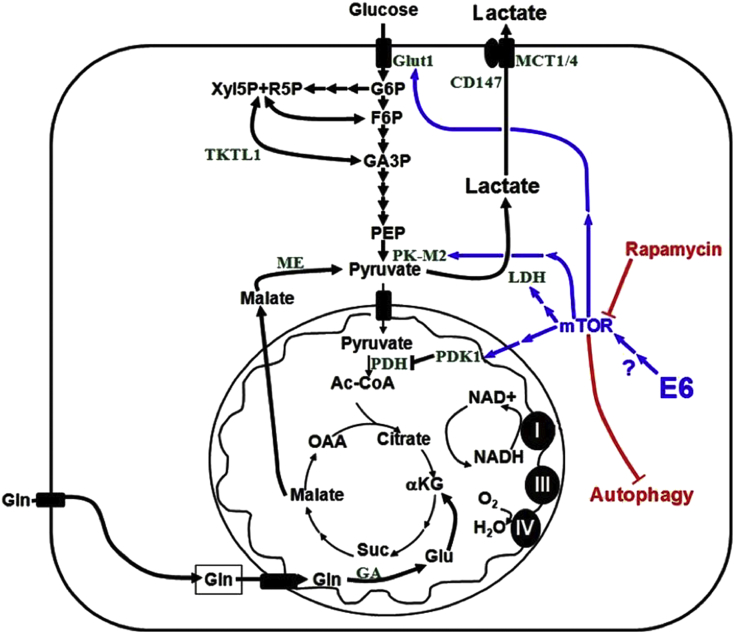 Fig. 1