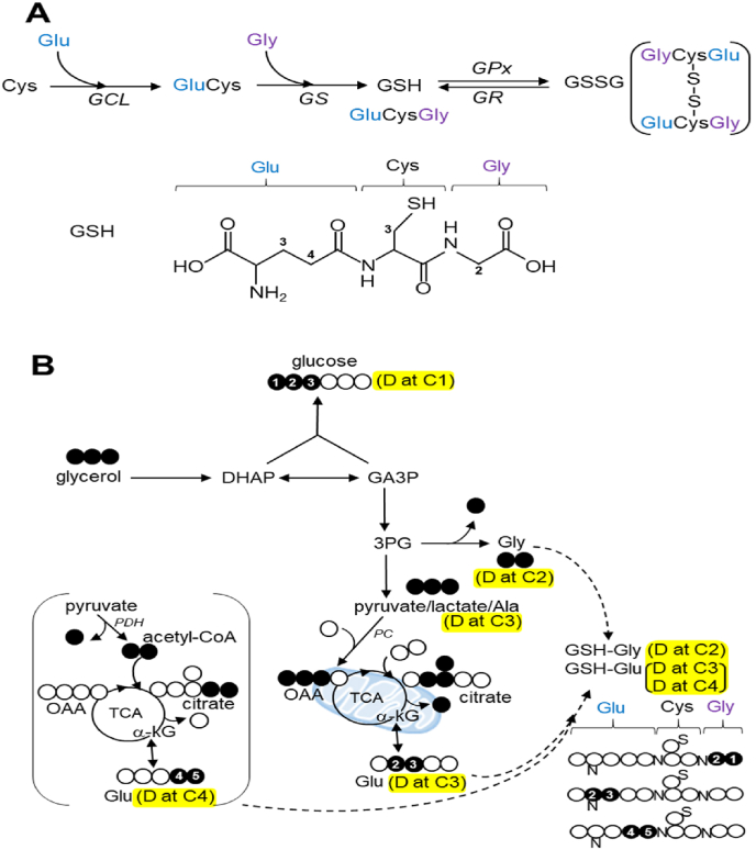 Fig. 1