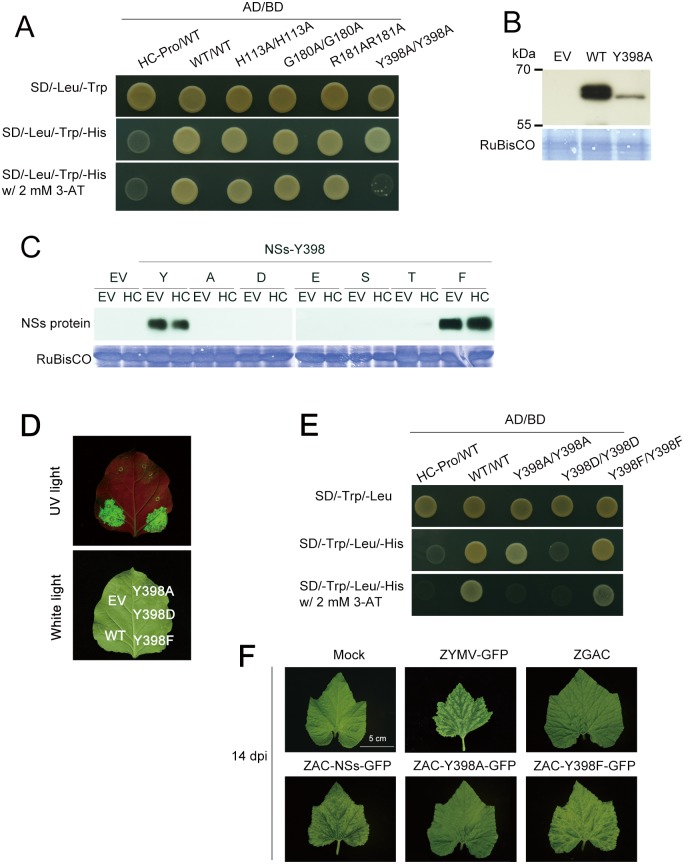 Fig 5