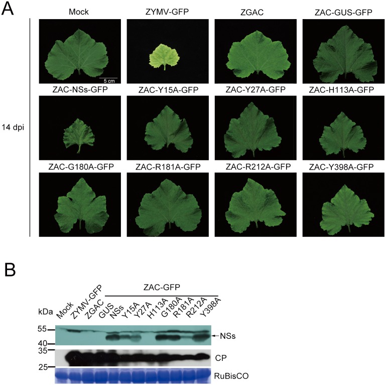 Fig 6