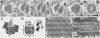 F<sc>igure</sc> 4.—