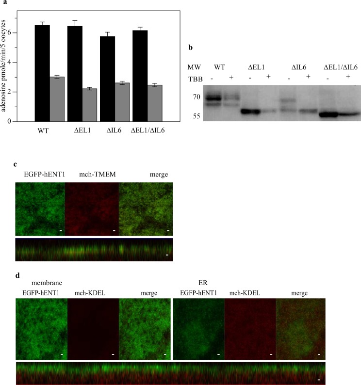 Fig 6