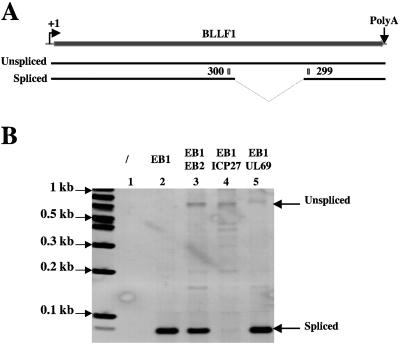 FIG. 5.