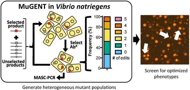 graphic file with name nihms-1027919-f0001.jpg