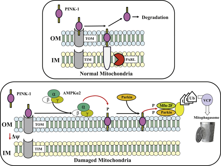 Figure 5