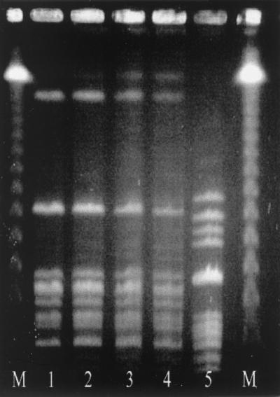 FIG. 1