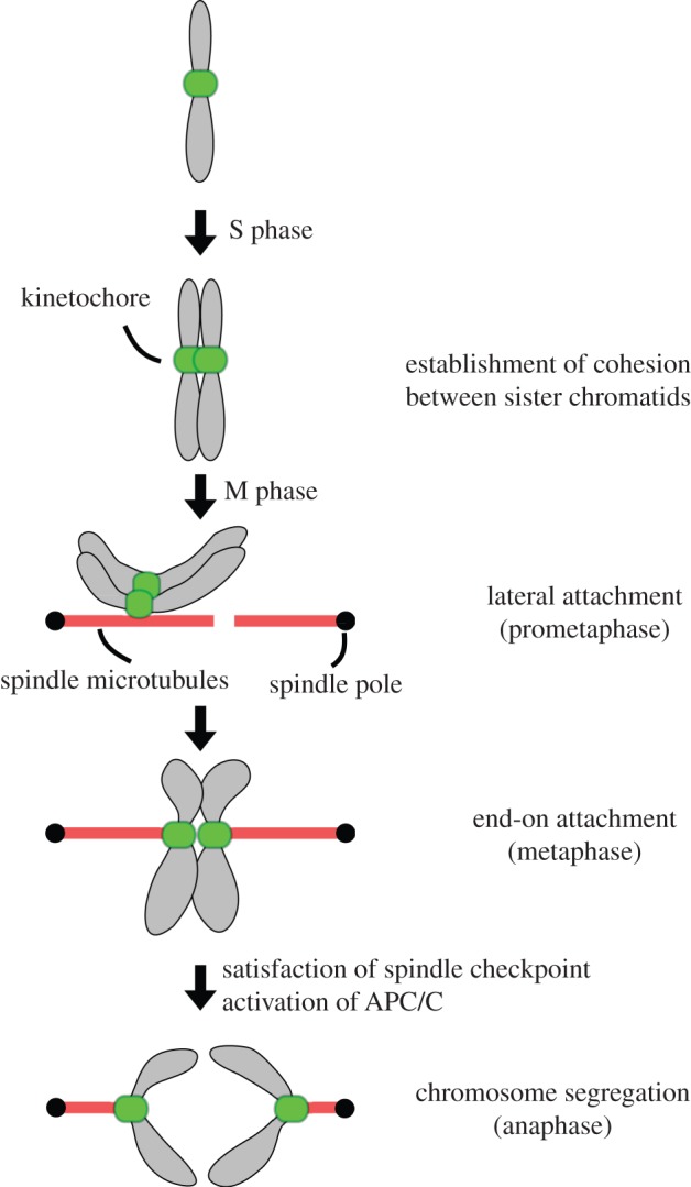 Figure 1.