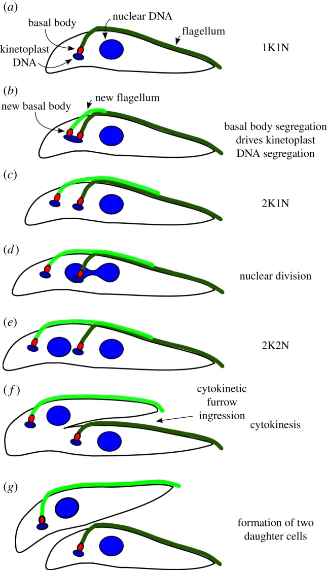 Figure 3.