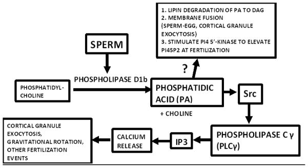 Fig. 13