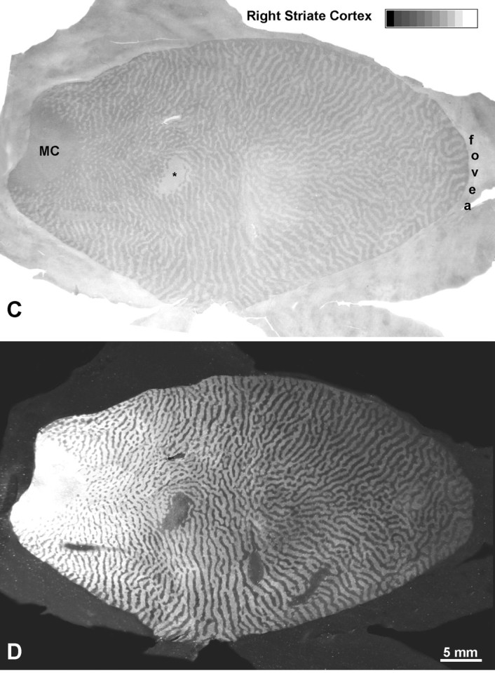 Fig. 12.