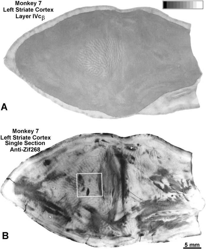 Fig. 9.