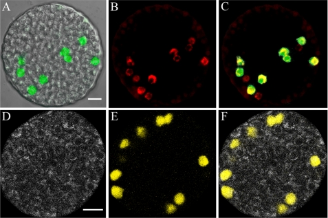 FIGURE 1.