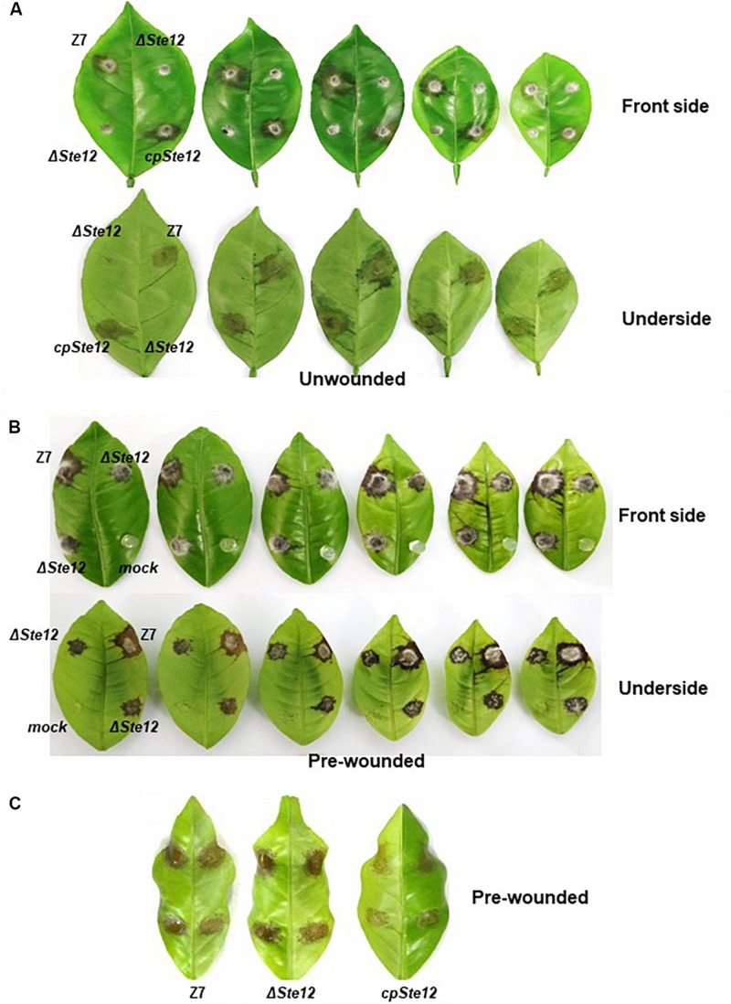 FIGURE 3