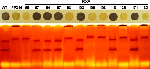 Fig. 4.