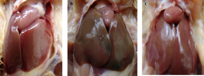 FIG. 2.