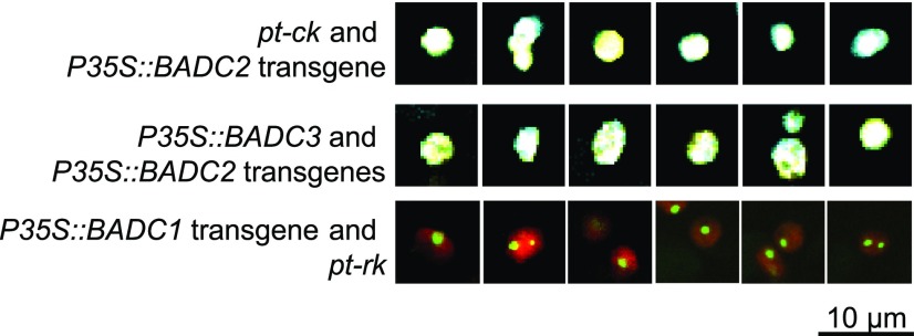 Figure 10.