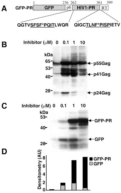 FIG. 1